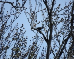 پرنده نگری در ایران - توکا سیاه