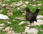پرنده نگری در ایران - توکا