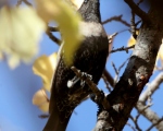 پرنده نگری در ایران - توکای طوقی