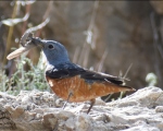 پرنده نگری در ایران - طرقه کوهی نر