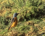 پرنده نگری در ایران - طرقه کوهی