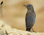 پرنده نگری در ایران - طرقه بنفش