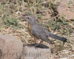 پرنده نگری در ایران - White-throated Robin