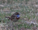 پرنده نگری در ایران - Bluethroat
