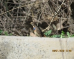 پرنده نگری در ایران - گلو آبی