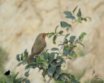 پرنده نگری در ایران - سینه سرخ اروپایی