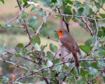 پرنده نگری در ایران - سینه سرخ (Robin)