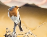 پرنده نگری در ایران - robin