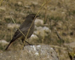 پرنده نگری در ایران - دم سرخ