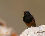 پرنده نگری در ایران - Black Redstart