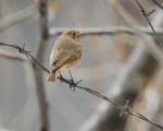 پرنده نگری در ایران - دم سرخ معمولی