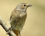 پرنده نگری در ایران - دم سرخ