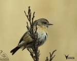 پرنده نگری در ایران - چک اروپایی