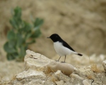 پرنده نگری در ایران - چکچک سیاه دم سفید
