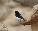 پرنده نگری در ایران - چک چک سیاه شکم سفید