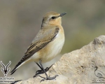 پرنده نگری در ایران - چکچک کوهی