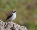 پرنده نگری در ایران - چک چک کوهی