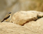 پرنده نگری در ایران - چکچک کوهی