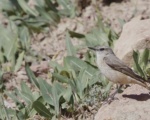پرنده نگری در ایران - Northern Wheatear