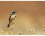 پرنده نگری در ایران - چکچک ابلق