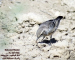پرنده نگری در ایران - چکچک گوش سیاه