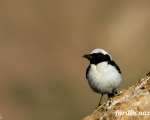 پرنده نگری در ایران - چکچک گوش سیاه