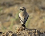 پرنده نگری در ایران - چکچک بیابانی