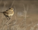 پرنده نگری در ایران - Isabelline Wheatear