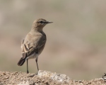 پرنده نگری در ایران - چکچک دشتی