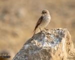 پرنده نگری در ایران - Spotted Flycatcherمگس گیر خالدار
