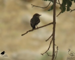 پرنده نگری در ایران - مگس گیر خالدار