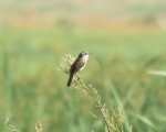 پرنده نگری در ایران - سک ابرو سفید