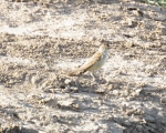 پرنده نگری در ایران - سسک نیزار معمولی