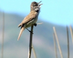 پرنده نگری در ایران - Great Reed Warbler