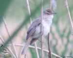 پرنده نگری در ایران - سسک نیزار معمولی