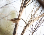 پرنده نگری در ایران - سسک درختی