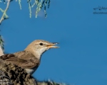پرنده نگری در ایران - سسک درختی هندی