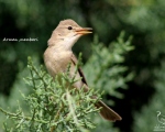 پرنده نگری در ایران - سسک درختی زیتونی