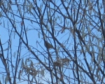 پرنده نگری در ایران - سسک ابرو زرد