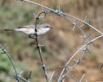 پرنده نگری در ایران - سسک