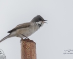 پرنده نگری در ایران - سسک نقابدار معمولی (سسک گلو سفید کوچک)