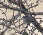 پرنده نگری در ایران - سسک گلوسفیو کوچک (نقابدار معمولی) فرم تابستانه