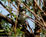 پرنده نگری در ایران - سسک نقاب دار