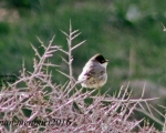 پرنده نگری در ایران - Sylvia crassirostris