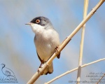 سسک سر دودی - Menetries's Warbler - Sylvia mystacea