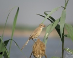 پرنده نگری در ایران - لیکو تالابی (خوزی)