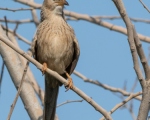 پرنده نگری در ایران - لیکوی معمولی