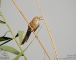 پرنده نگری در ایران - لیکوی