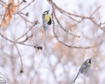 پرنده نگری در ایران - چرخریسک بزرگ
