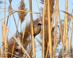 پرنده نگری در ایران - چرخ ریسک پشت بلوطی